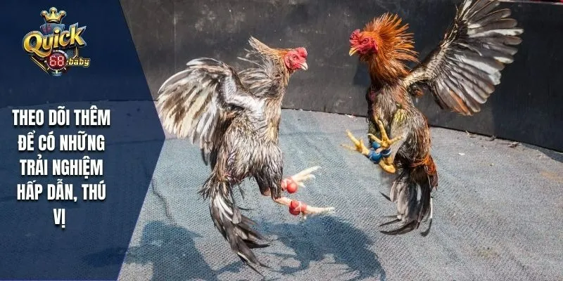 Theo dõi thêm để có những trải nghiệm hấp dẫn, thú vị