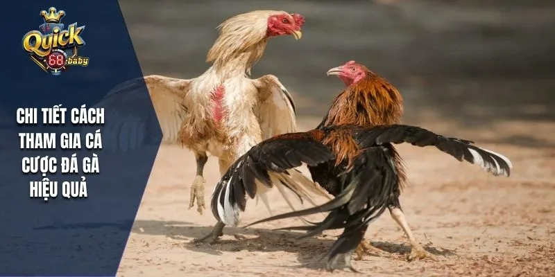 Chi tiết cách tham gia cá cược đá gà hiệu quả