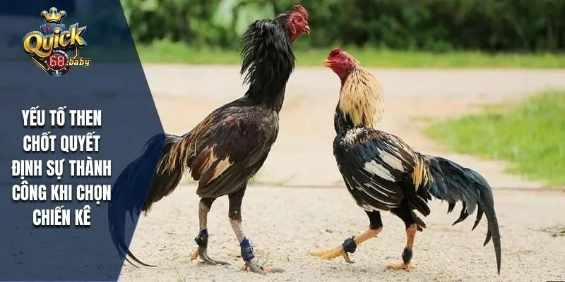 Yếu tố then chốt quyết định sự thành công khi chọn chiến kê